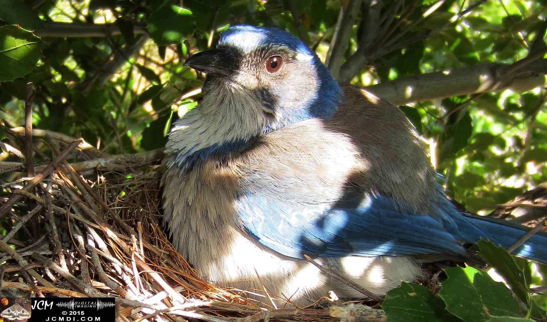 Scrub Jay Nest Documenatry with chicks